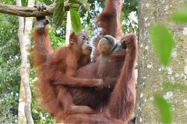Eco Trekking Lodge, Bar & Jungle Tour'S Bukit Lawang Kültér fotó
