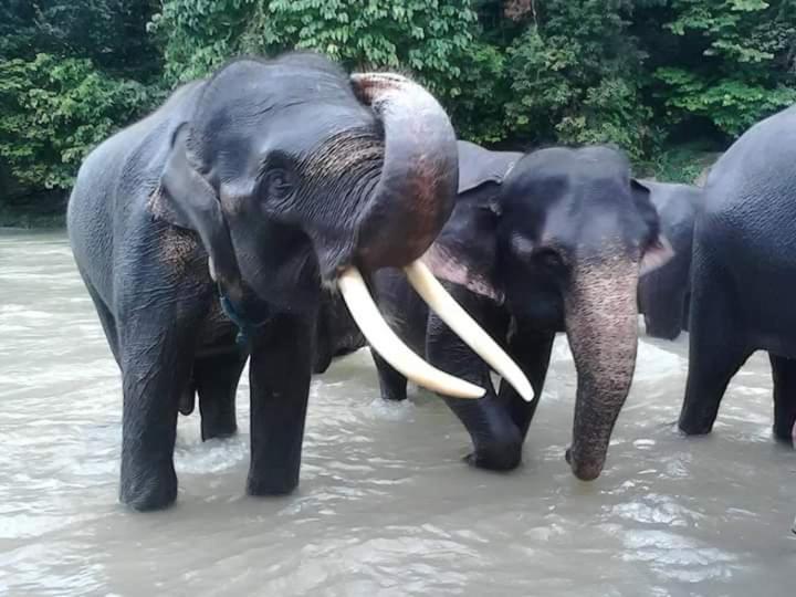 Eco Trekking Lodge, Bar & Jungle Tour'S Bukit Lawang Kültér fotó