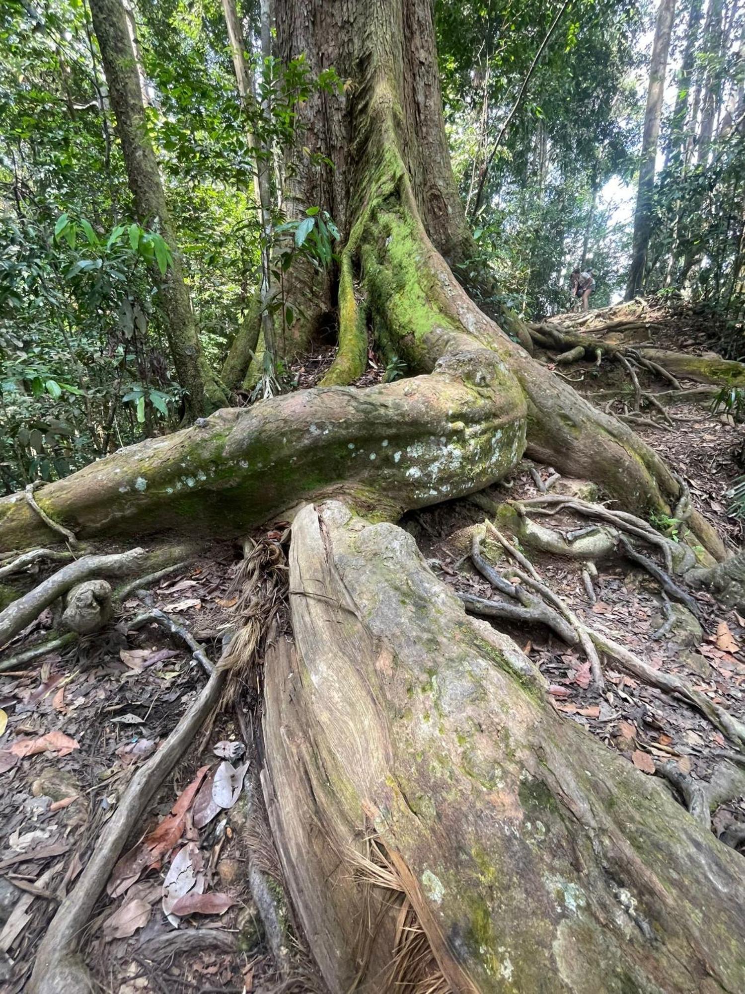 Eco Trekking Lodge, Bar & Jungle Tour'S Bukit Lawang Kültér fotó