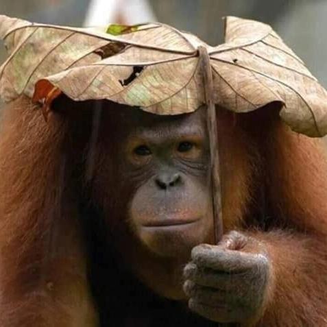 Eco Trekking Lodge, Bar & Jungle Tour'S Bukit Lawang Kültér fotó