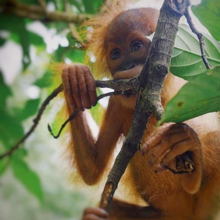 Eco Trekking Lodge, Bar & Jungle Tour'S Bukit Lawang Kültér fotó
