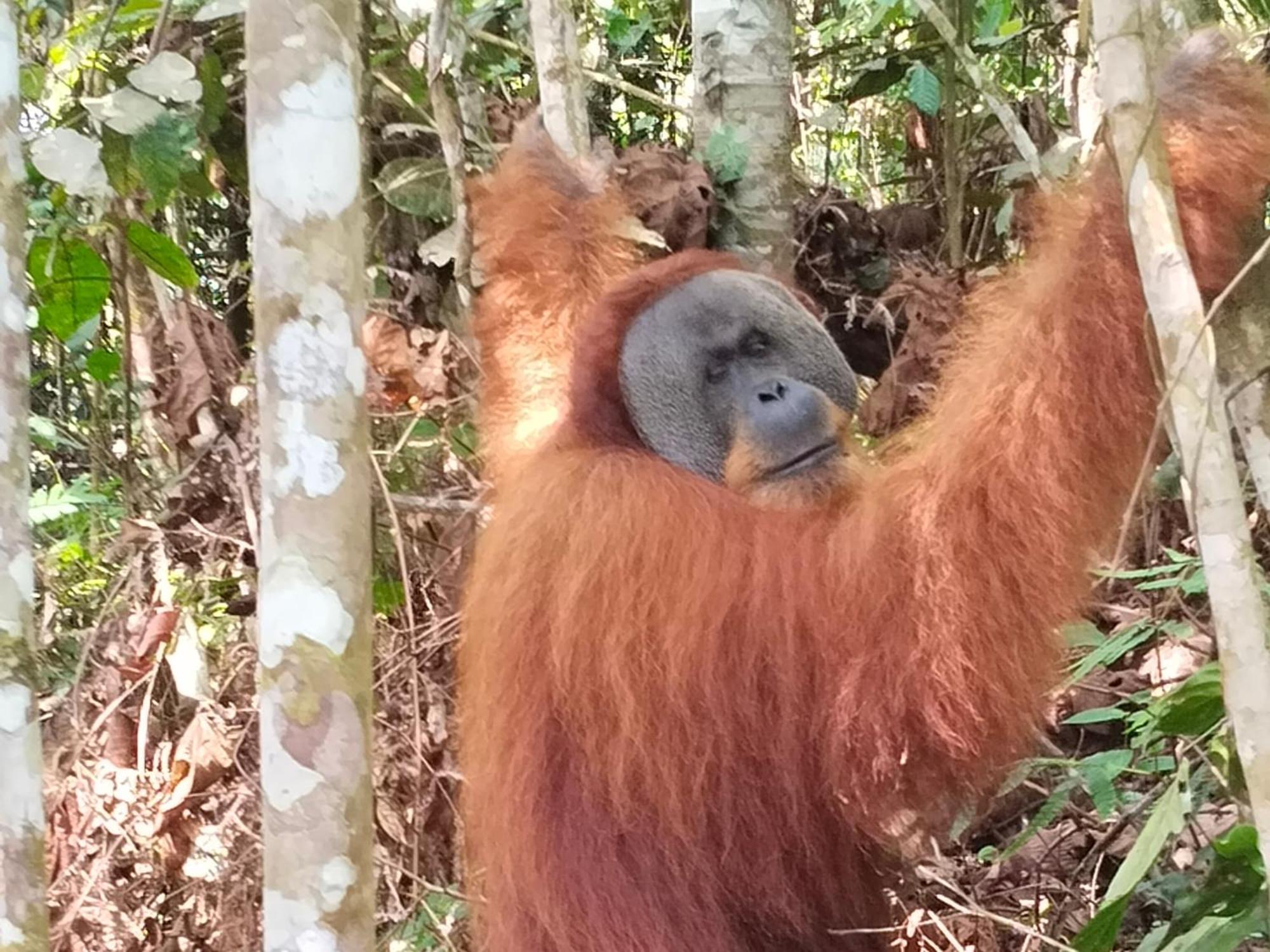 Eco Trekking Lodge, Bar & Jungle Tour'S Bukit Lawang Kültér fotó