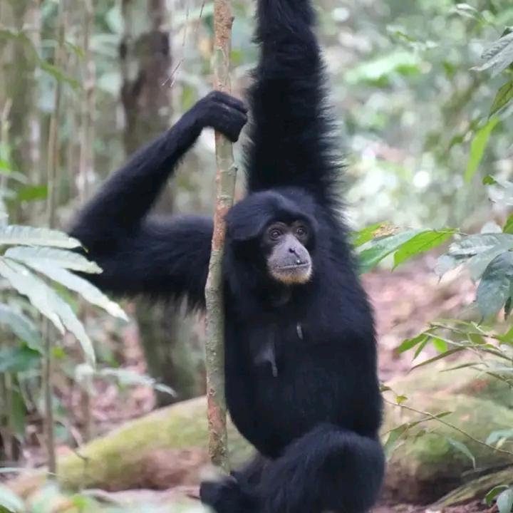 Eco Trekking Lodge, Bar & Jungle Tour'S Bukit Lawang Kültér fotó
