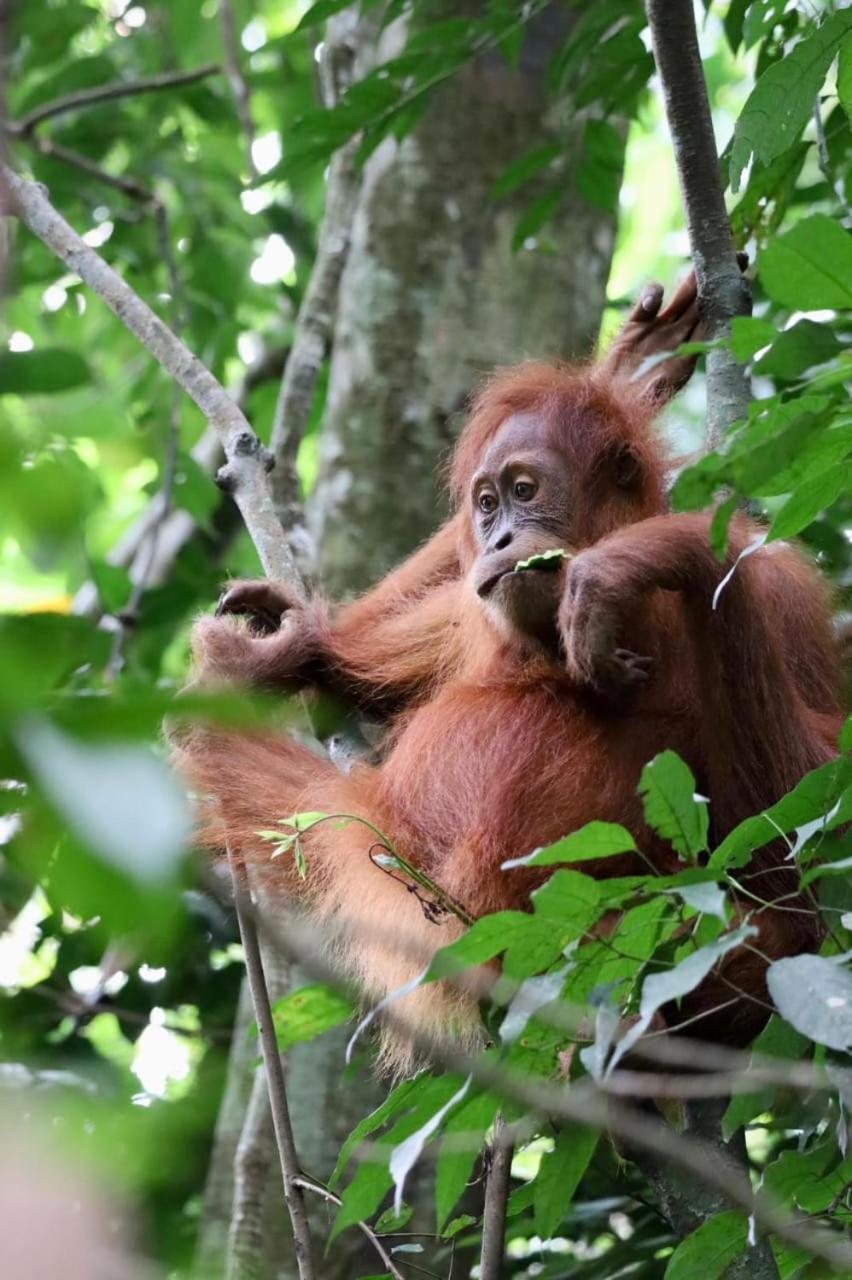 Eco Trekking Lodge, Bar & Jungle Tour'S Bukit Lawang Kültér fotó