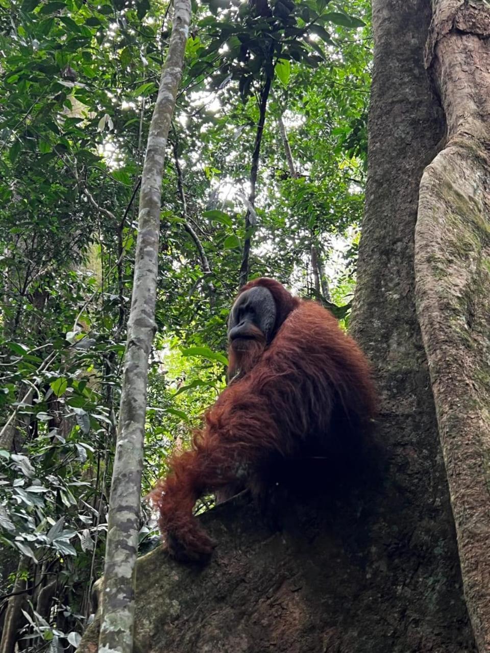 Eco Trekking Lodge, Bar & Jungle Tour'S Bukit Lawang Kültér fotó